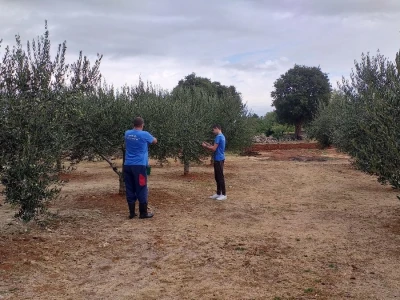 Berba i prerada maslina u Hercegovini