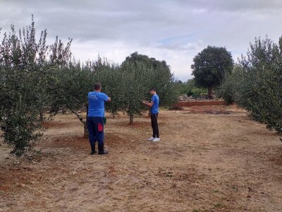 Berba i prerada maslina u Hercegovini