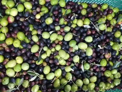 Berba i prerada maslina u Hercegovini