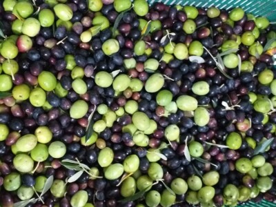 Berba i prerada maslina u Hercegovini