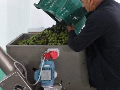 Berba i prerada maslina u Hercegovini