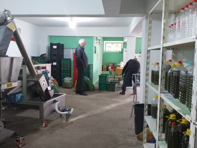 Berba i prerada maslina u Hercegovini