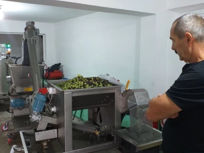 Berba i prerada maslina u Hercegovini