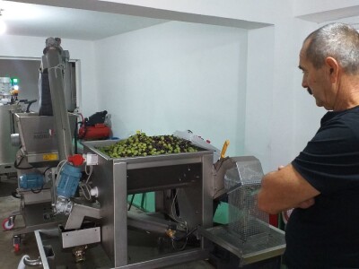 Berba i prerada maslina u Hercegovini