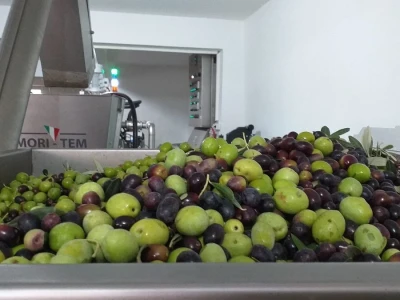 Berba i prerada maslina u Hercegovini