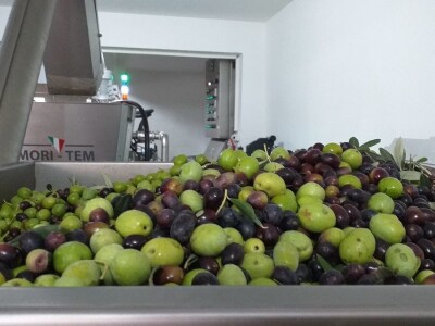 Berba i prerada maslina u Hercegovini