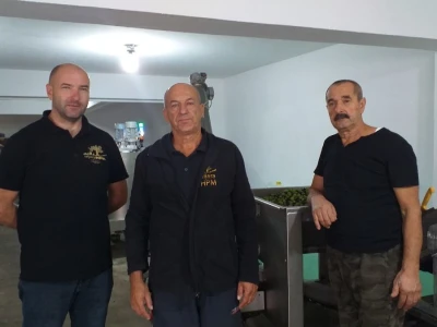 Berba i prerada maslina u Hercegovini