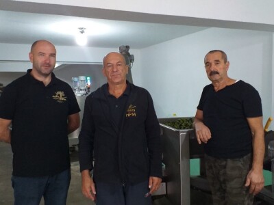 Berba i prerada maslina u Hercegovini