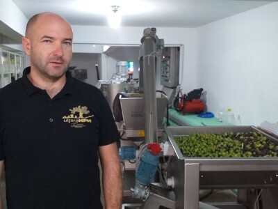 Berba i prerada maslina u Hercegovini