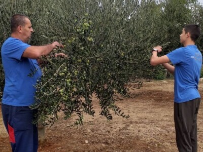 Berba i prerada maslina u Hercegovini