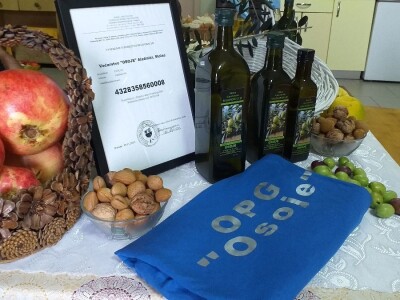 Berba i prerada maslina u Hercegovini