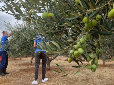Berba i prerada maslina u Hercegovini