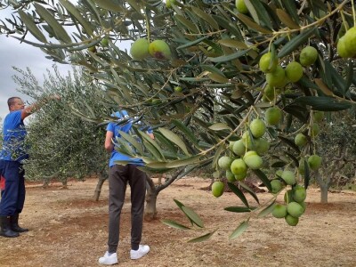 Berba i prerada maslina u Hercegovini