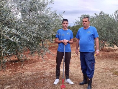 Berba i prerada maslina u Hercegovini