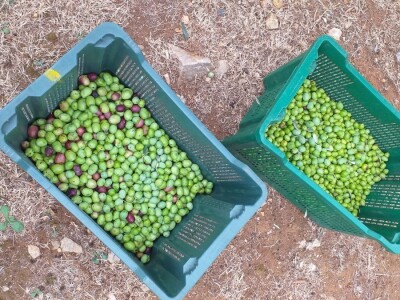 Berba i prerada maslina u Hercegovini