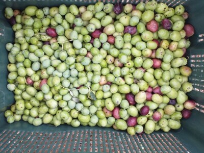 Berba i prerada maslina u Hercegovini