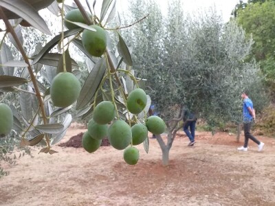 Berba i prerada maslina u Hercegovini