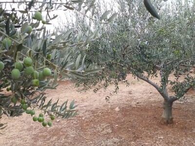 Berba i prerada maslina u Hercegovini