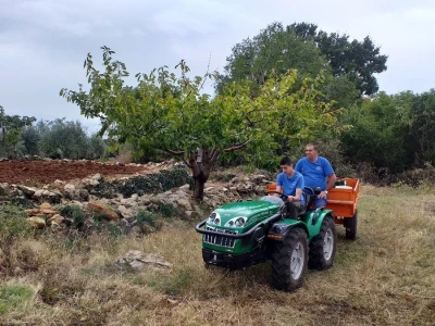 Berba i prerada maslina u Hercegovini