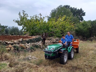 Berba i prerada maslina u Hercegovini