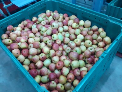 Berba jabuka Berba jabuka