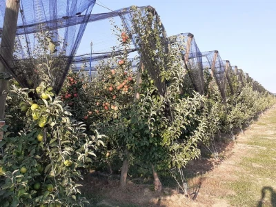 Berba jabuka