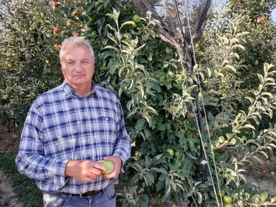 Berba jabuka