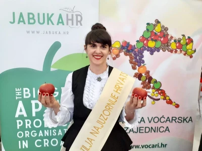 Berba jabuka