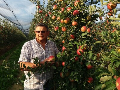 Berba jabuka Berba jabuka