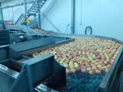 Berba jabuka Berba jabuka