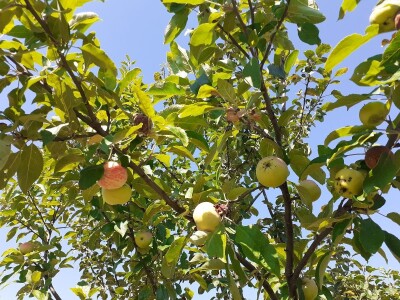 Berba jabuka Berba jabuka