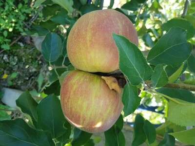 Berba jabuka i krušaka Berba jabuka i krušaka