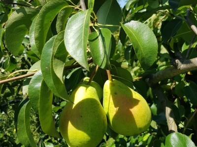 Berba jabuka i krušaka Berba jabuka i krušaka