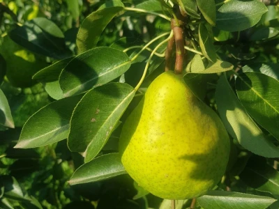 Berba jabuka i krušaka