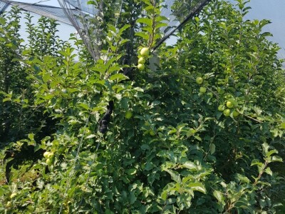 Berba jabuka i krušaka Berba jabuka i krušaka