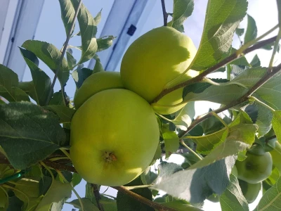 Berba jabuka i krušaka