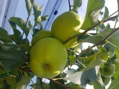 Berba jabuka i krušaka Berba jabuka i krušaka