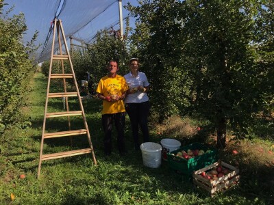 Berba jabuka u Kaću