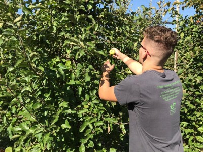 Berba jabuka u Kaću