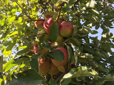 Berba jabuka u Kaću
