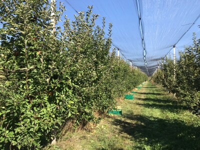 Berba jabuka u Kaću