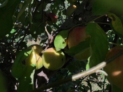 Berba jabuka u Kaću