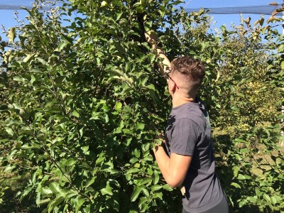 Berba jabuka u Kaću