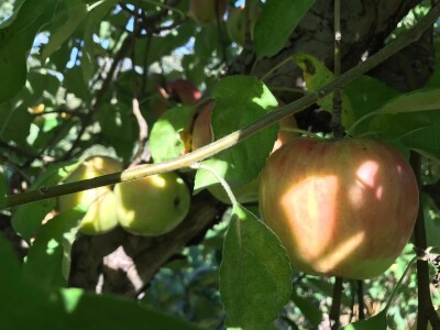 Berba jabuka u Kaću