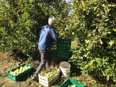 Berba jabuka u Kaću
