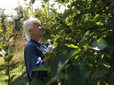 Berba jabuka u Kaću