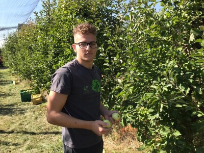 Berba jabuka u Kaću