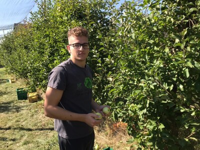 Berba jabuka u Kaću