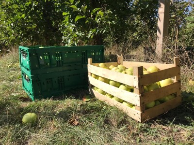 Berba jabuka u Kaću