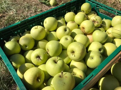 Berba jabuka u Kaću